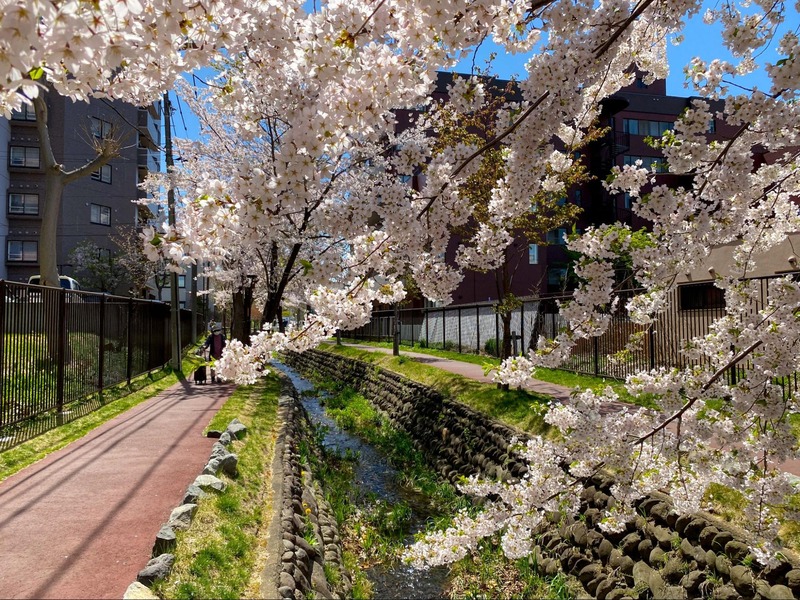 桜